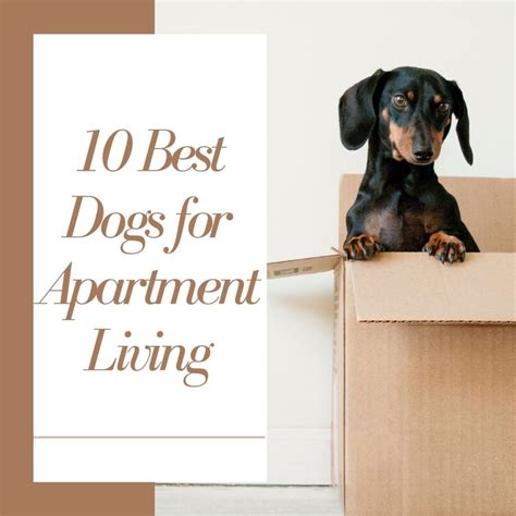 The Canine Roommate Top 10 Best Dog Breeds For Apartment Living