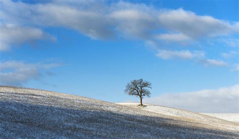 Nature Landscape Blue Sky Trees Winter Wallpapers Hd Desktop And