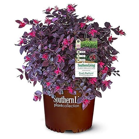Southern Living Plant Collection Purple Daydream Loropetalum Live