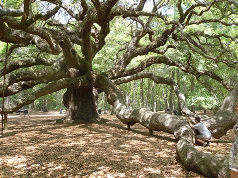 The Angel Oak Angel Oak Tree Plants