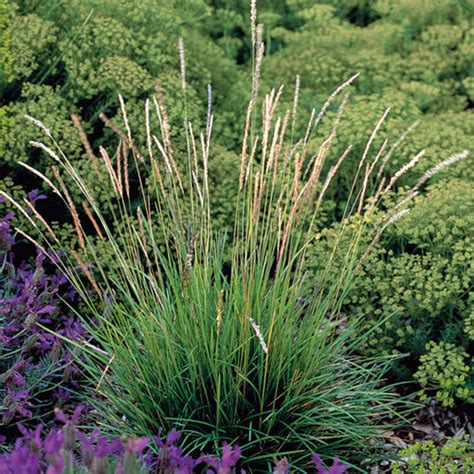 Find grass planting in fall. Autumn moor grass - FineGardening