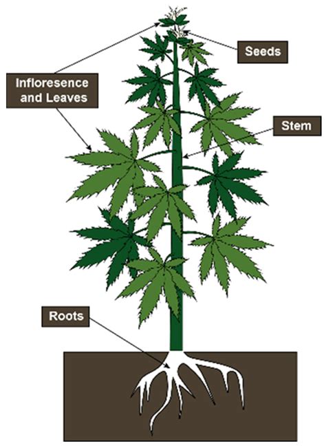 Sustainability Free Full Text The Sustainability Of Industrial Hemp