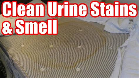 Here's the exact recipe we used… step 1: Best Way To Get Urine Smell Out Of Mattress | Sante Blog