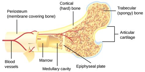6 endosteum yellow bone marrow compact bone periosteum perforating figure 5.2c the structure of a long bone (humerus). What Mom Never Told You About Osteoporosis!