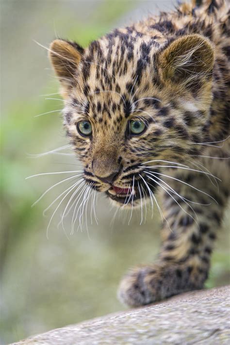 Walking Cute Leopard Cub A Cute Amur Leopard Cub Walking O Flickr