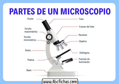 Microscopio Con Todas Sus Partes Para Dibujar Top Mejores Hot Sex Picture