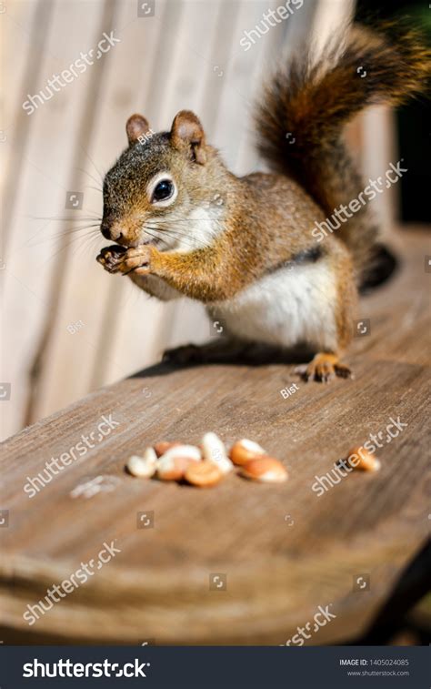 Chipmunk Eating Almonds Nuts Cute Little Stock Photo 1405024085