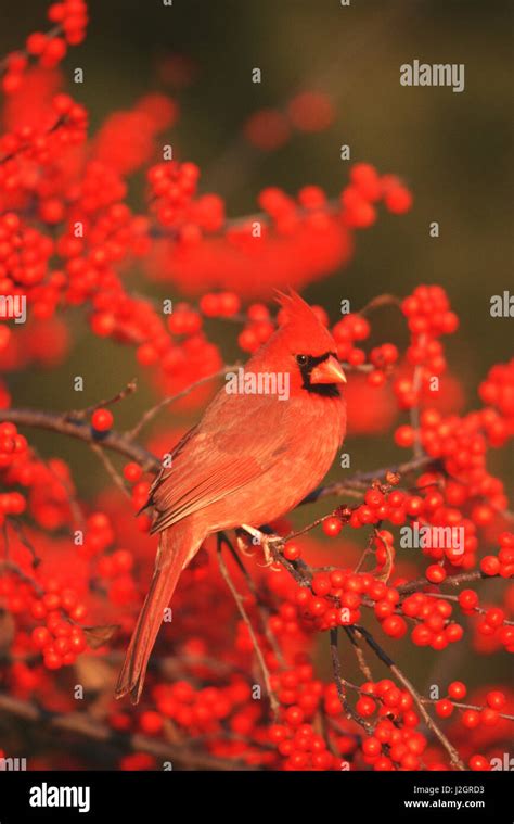 Cardinal In Winterberry Hi Res Stock Photography And Images Alamy