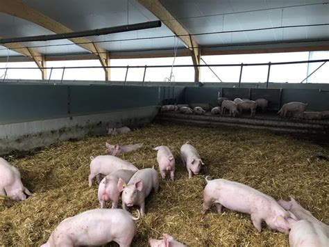 Un élevage De Porcs Entre Le Conventionnel Et Le Bio Réussir Porc Tech Porc