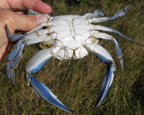 Blue Crabbing 101 Lemon Bay Conservancy