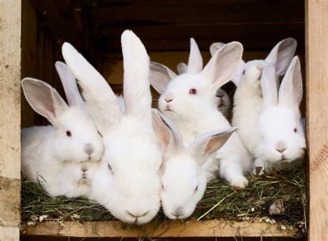 Mom With Lots Of Babies Rabbit Bunny Konijn Rabbit Animals