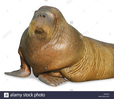 Walrus White Background Cut Out High Resolution Stock Photography And