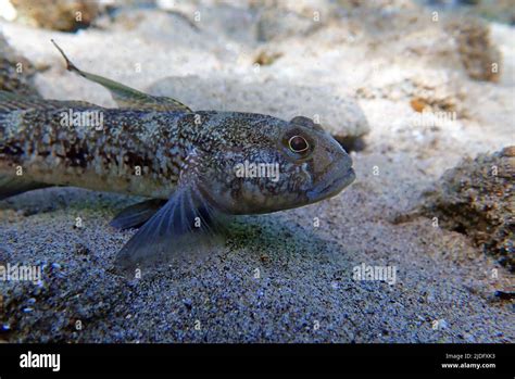 The Black Mediterranean Goby Fish Gobius Niger Stock Photo Alamy