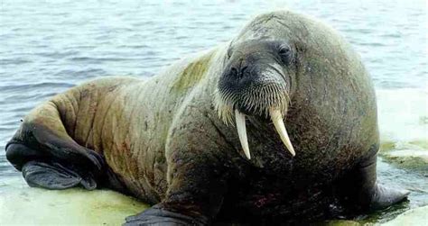 Walrus Ivory Unlocks Clues Surrounding Extinction Of Norse Vikings