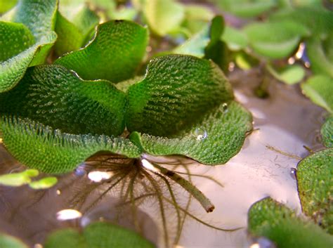 Salvinia natans (commonly known as floating fern, floating watermoss, floating moss, or commercially, water butterfly wings) is an annual floating aquatic fern, which can appear superficially similar to moss. Salvinia natans 7 by Wilamia on DeviantArt