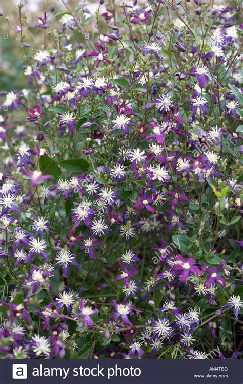Clematis X Aromatica Stock Photo Royalty Free Image 4946108 Alamy