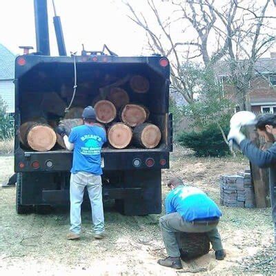 Tree service toms river nj uses all of the safest and newest equipment currently available for the professional tree industry. Tree Service | About Us | Toms River, NJ
