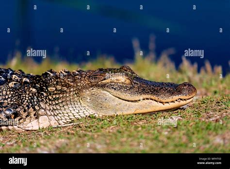 5 American Alligators Hi Res Stock Photography And Images Alamy