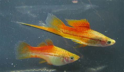 Albino Red Swordtail Trins Tropical Fish