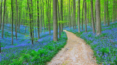 Online Crop Hd Wallpaper Bluebells Forest Halle Belgium Spring