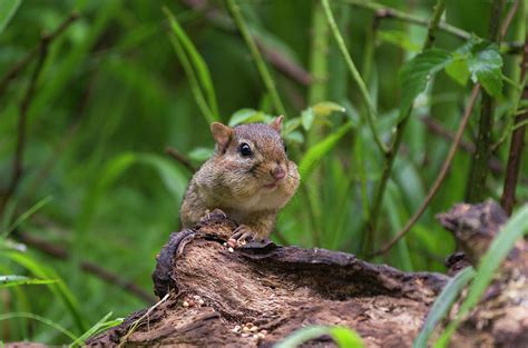 Eastern Chipmunk 2602 2 Photograph By Jerry Owens Fine Art America
