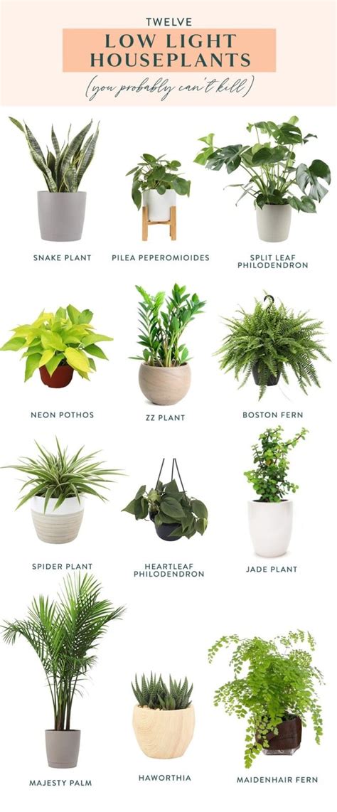 39 Best House Plant Names New Inspiraton