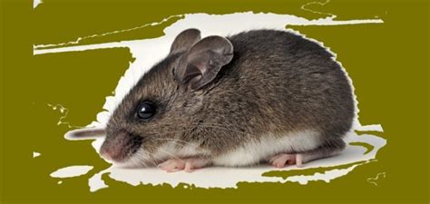 Peromyscus Maniculatus Deer Mouse Habitat Danger Disease Nj Pest