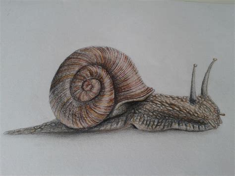Snail Drawing - Cliparts.co