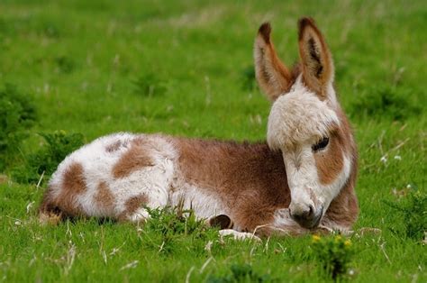 The Most Adorable Fluffy Baby Donkeys