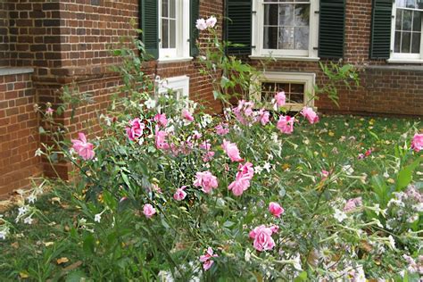 Old Blush China Rose Rosa Chinensis Thomas Jeffersons Monticello