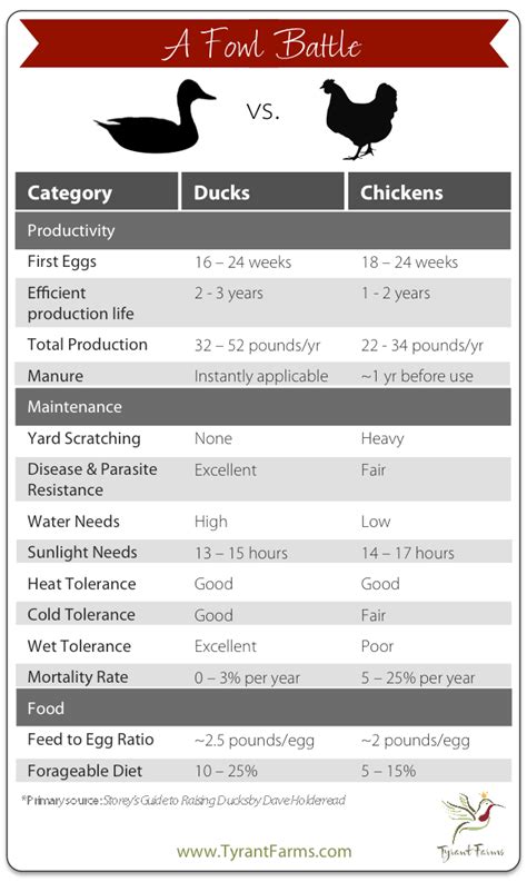 All You Need To Know About Duck Eggs — Nutrition Benefits Raising