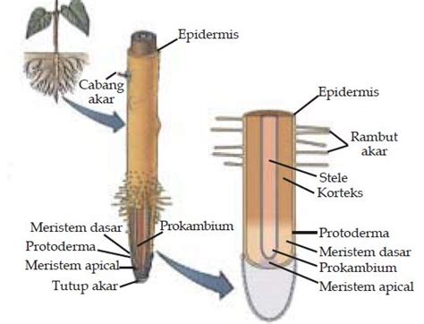 Struktur Morfologi Anatomi Dan Fungsi Akar Tumbuhan Not Angka Lengkap