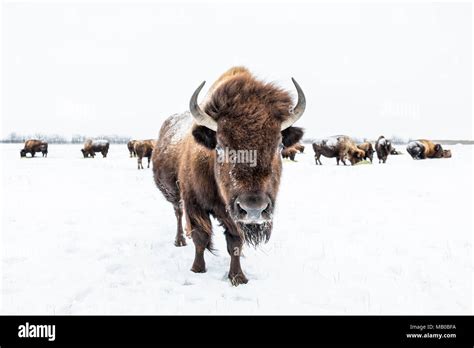 Herde Von Bison Oder Plains Bisons Bison Bison Bison Im Winter