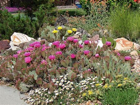 Xeriscaping The Art Of Using Less Water Cactus Flowers Native