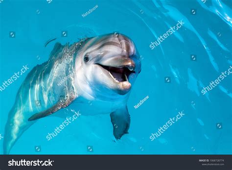 Smilingdolphins Images Stock Photos And Vectors Shutterstock