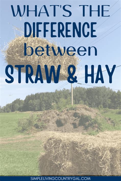 What Is The Difference Between Hay And Straw Simple Living Country Gal
