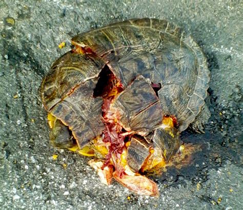 Turtles Need You This Season Help Turtles Cross The Road Safely