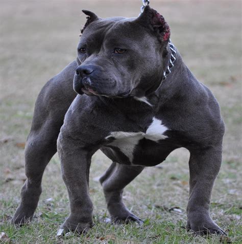 Pitbulls are fierce barkers and some owners might find the need to use the safety provided is dependent on the working mechanism of the bark collar. 30 Most Awesome Blue Pit Bull Dog Pictures And Images