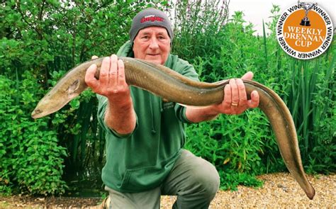 bill phillips 6lb 14oz eel drennan international