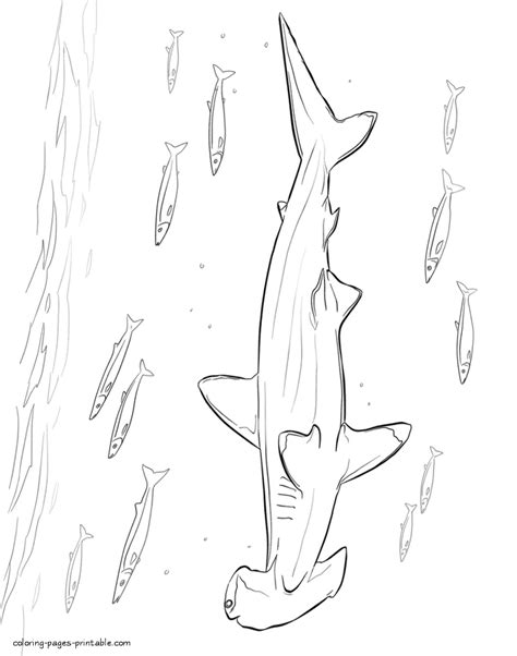 Hammerhead Shark Coloring Pages Coloring Pages Printablecom