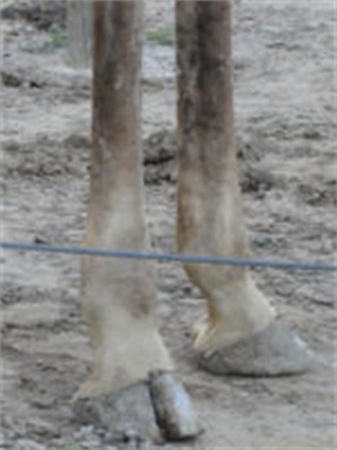 This is found on members of the mammalian order artiodactyla. Clean animal - CreationWiki, the encyclopedia of creation ...