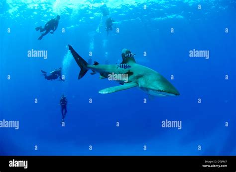 Oceanic Whitetip Shark Teeth Hi Res Stock Photography And Images Alamy