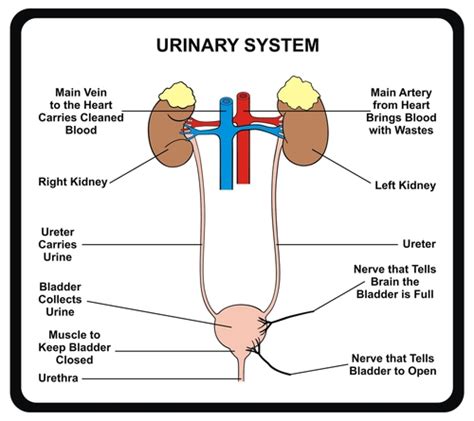 Urinary System Its Main Components And Functions Health