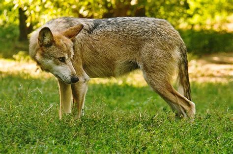 The Ohio Nature Blog Mexican Gray Wolf