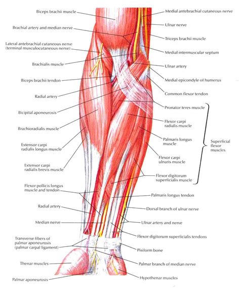 Muscles Of Forearm Superficial Layer Anterior View Anatomi Tubuh My