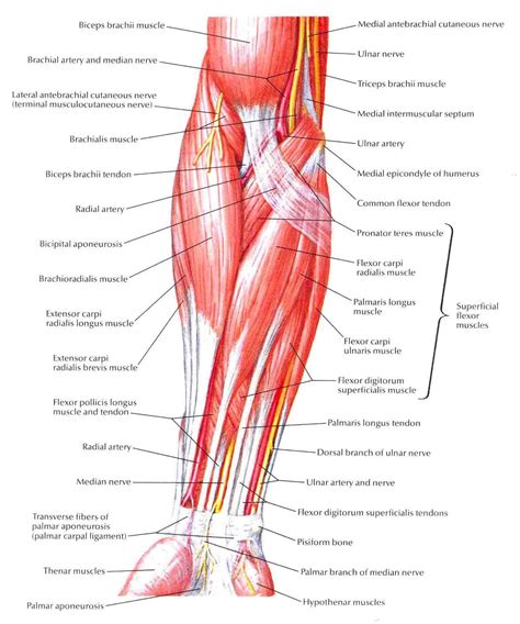 Muscles of Forearm (Superficial Layer)-Anterior View | Forearm anatomy