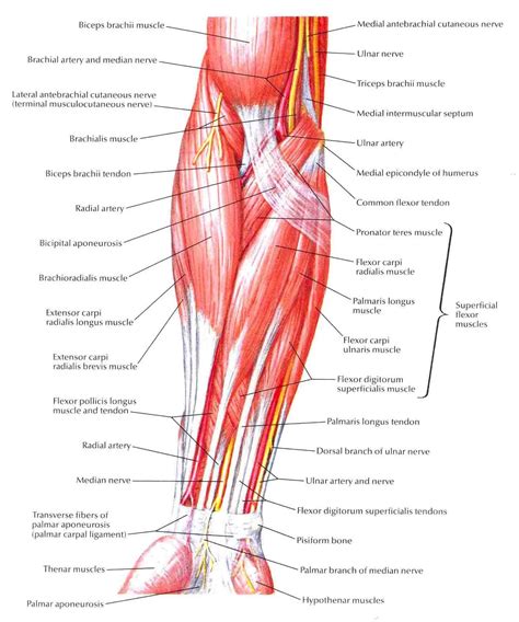 Arm Muscles Diagram Anterior Human Anatomy Arm Muscles Anatomy Of Arm