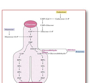 Solution Hbc 203 Lect 3 Metabolism Of Carbohydrates And Lipids Studypool