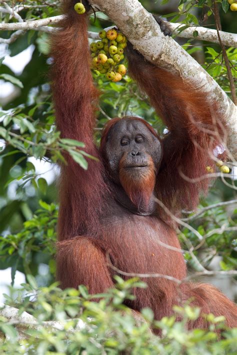 Wild Orangutan Male Borneo 4 Chris Hill Wildlife Photography