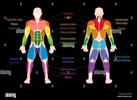 Muscle Chart With Most Important Muscles Of The Human Body Colored